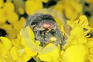 Rose chafer (Cetonia aurata ) or the green rose chafe on rapeseed flower.