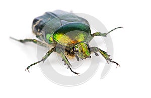 Rose chafer