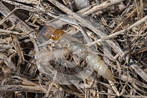 Rose chafer, Cetoniinae, grub crawls over garden soil