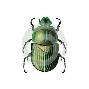 Rose chafer vector