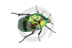 Rose chafer isolated on white background photo