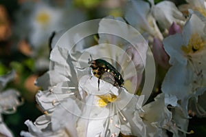 Rose chafer sitting on a rhododendron flower. A common European beetle with metallic green color in its natural habitat