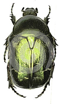 Rose Chafer on white Background