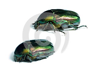 Rose chafers