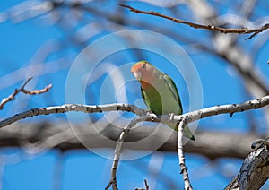 Rose cheeked lovebird on a branch