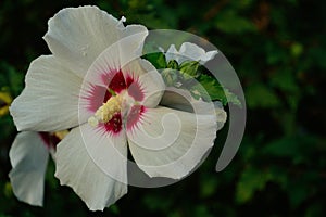 Rose-of-China Chinese Hibiscus, rosa-sinensis, white flower horizontal text area