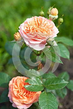 Rose Chippendale Tantau in the garden photo