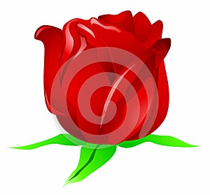 Rose clipart