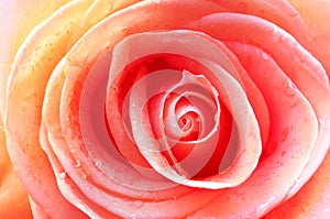 Rose close-up