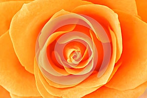 Rose close-up