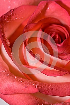 Rose close-up, background