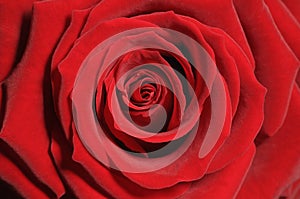 Rose in close-up photo