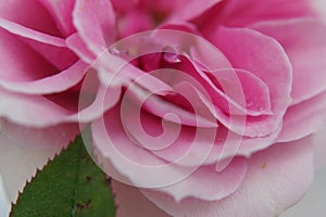 A rose in close-up - Front view