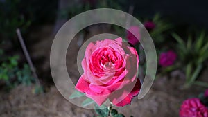 Rose close up in the garden.