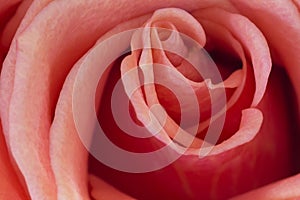 Rose Closeup