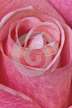 Rose Closeup