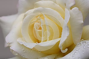 Rose Closeup with Droplets