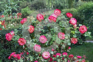 Rose `Double Delight` - one of the most well-known roses in the world, ideal classical shape. photo