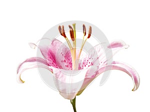 Rose color Lillie flower side view isolated