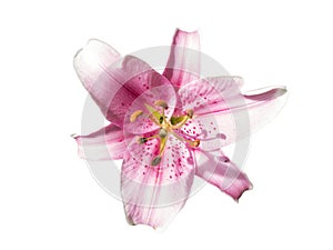 Rose color Lillie flower top view isolated