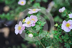 Rose colored cinquefoils flower plants with green leaves on branch