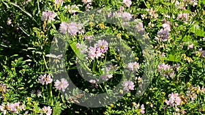 Rose colored crown vetch flowers blown by wind on a sunny day