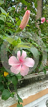 Rose-colored hibiscus flowers are very beautiful and attractive.