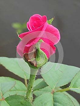 rose colourful red curvacious bud photo