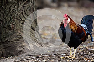 Rose Comb Leghorn Rooster photo