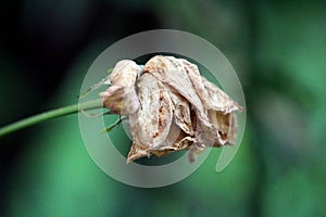 Rose with completely dried shrunken and brittle petals on dark green leaves background