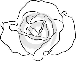 Rose contour