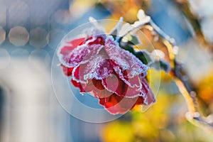Rose covered with hoar frost against blue sky