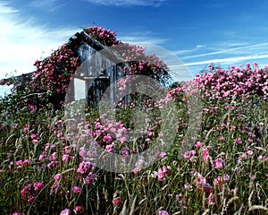 Rose covered shed