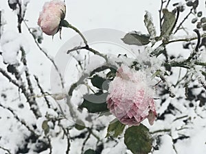 Rose covered with snow in winter, closeup of pink rose under snow