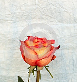 Rose on crampled paper
