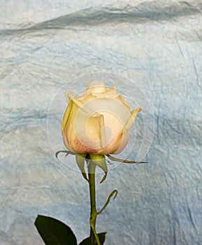 Rose on crampled paper