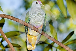 Rose-crowned Fruit Dove
