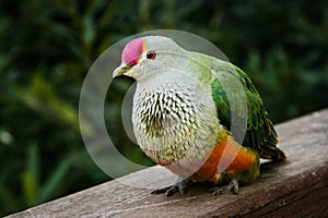 Rose Crowned Fruit Dove