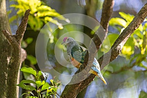Moment of rest for a rose-crowned fruit-dove