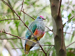 Rose-crowned Fruit-Dove in tree, native Australian bird