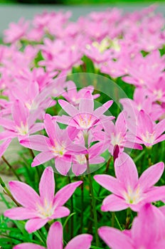 Rose Cuban Zephyr Lilies Garden