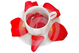 Rose in cup with petals