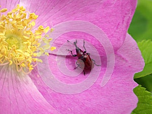 Rose Curculio Beetle on Frau Dagmar Hastrup Rose photo