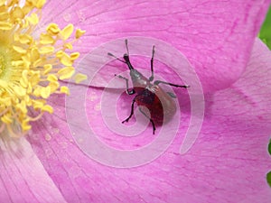 Rose Curculio Beetle on the Petals of Frau Dagmar Hastrup Rose photo