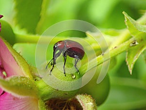 Rose Curculio Beetle on the Receptacle of Frau Dagmar Hastrup Rose