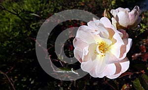Rose damask flower plant macro