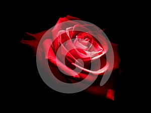 Rosas en oscuro 