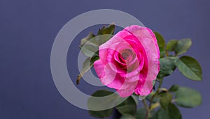 Rose on dark background. Valentine\'s day