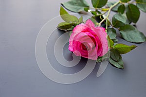 Rose on dark background. Valentine\'s day concept