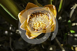 Rose de Porcelaine or Torch Ginger flower